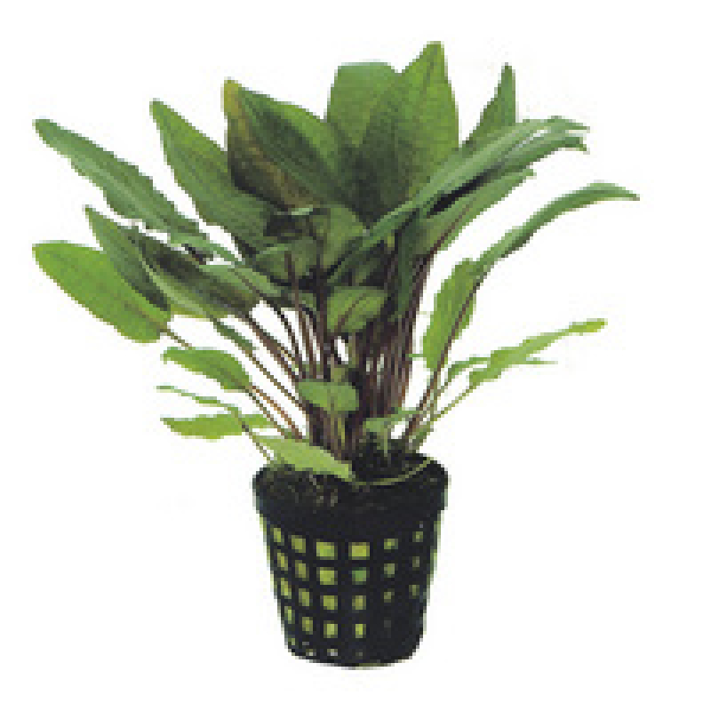 6x Cryptocoryne Bullosa